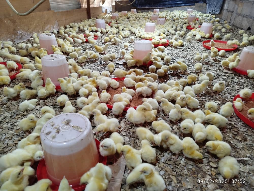 Poulet prêt à cuire