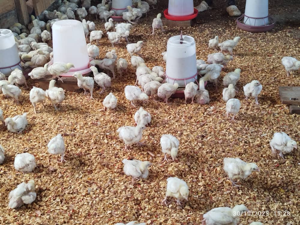 Poulet prêt à cuire